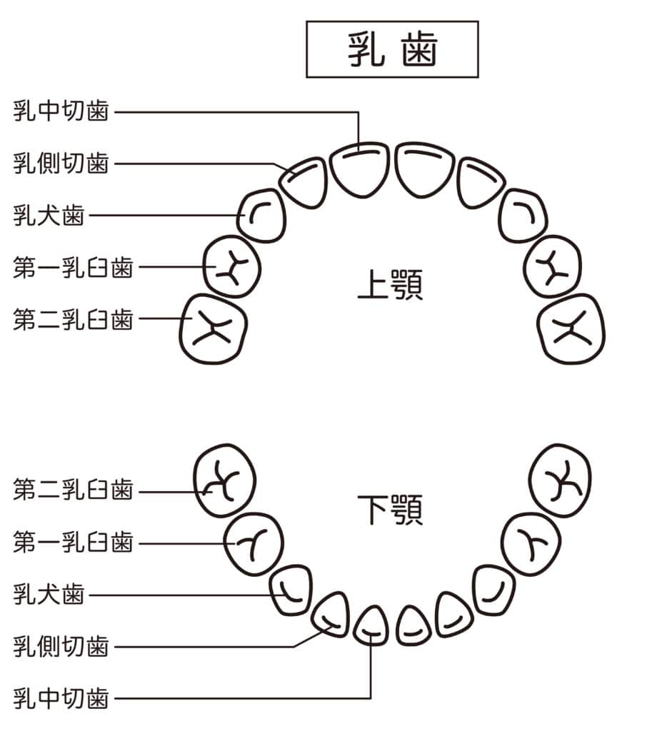乳歯　歯の名称